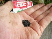 R0011957_�˥�μ�