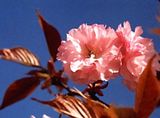 botann