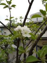 ��󤴤���