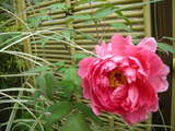 botan