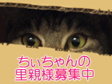 chi-banner