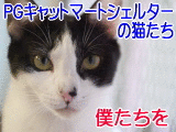 PGcat