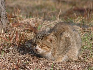 お昼寝ニャンコの写真