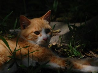 くつろぎちゃ猫の写真