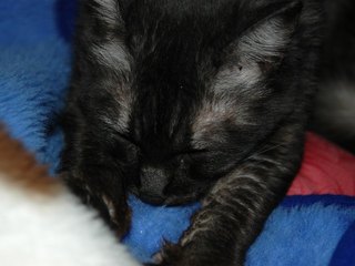モミモミすーちゃんの写真