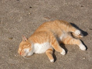 猫ゴロゴロの写真