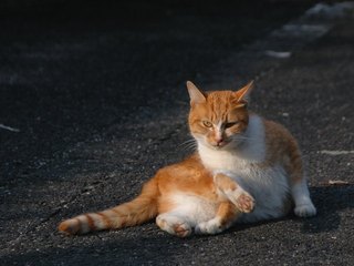 毛繕いのチャ猫写真