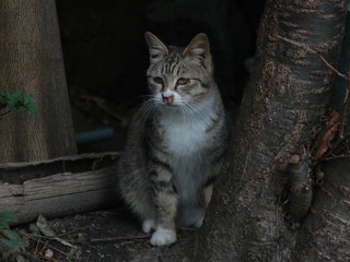 桜とニャンコの