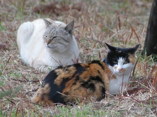 ラブ猫二匹の写真