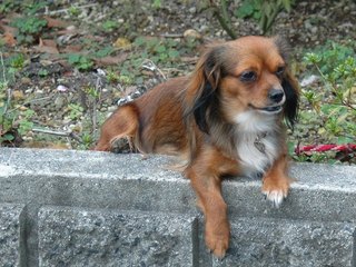 公園わんこの写真