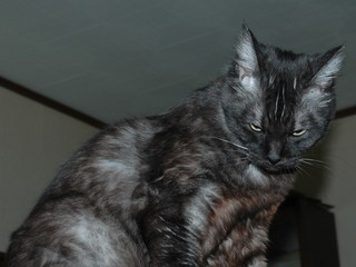 怪獣すーたの写真