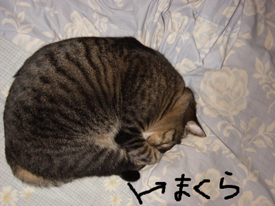 BlogPaint