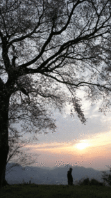 山桜