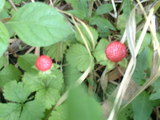 �s���쒹�ώ@�ɁE�w�r�C�`�S