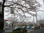 カフェテラスin境川〜桜まつりでひとときを@浦安その9 カフェテラスin境川〜桜まつりでひとときを@浦安その9