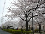 カフェテラスin境川〜桜まつりでひとときを@浦安その10 カフェテラスin境川〜桜まつりでひとときを@浦安その10