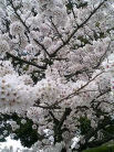ねねの道のsakura