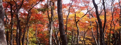 紅葉