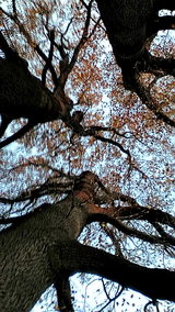 20091123161151
