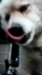 udo