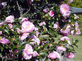 �䥨������