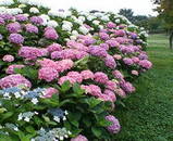 9eec0772.jpg