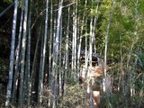 お化け4