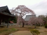 sairinji