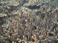 枝珊瑚