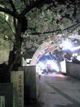 夜桜