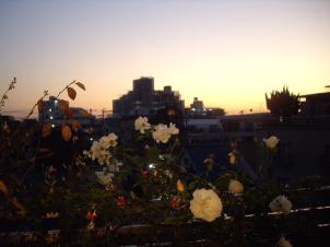 晩秋と夕焼け