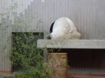元気だったパンダ