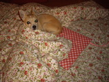 ���ä�����