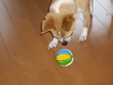 �ܡ����繥��