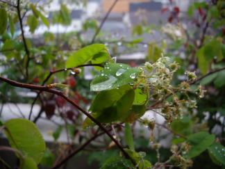 雨つぶ