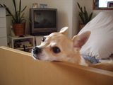 �ɤ��ˤǤ⤢��