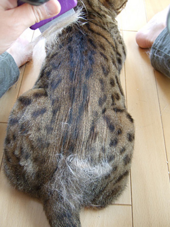 楓の抜け毛