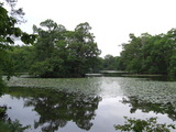 大沼