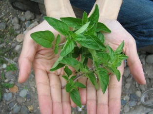 bajiru