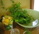 herb