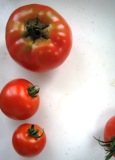 tomato