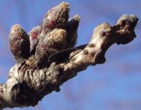 1tubomi20090302