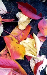 ����20081112