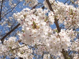 桜咲く