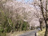 桜満開1