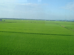 見渡す限りの田園風景