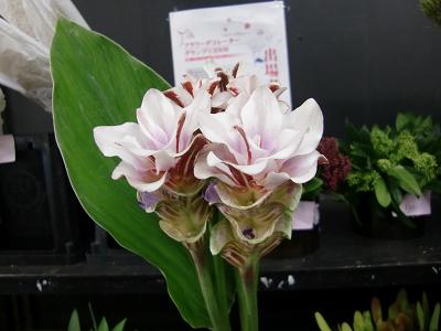 ²èÁü 064