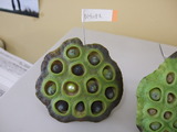 DSCF4106