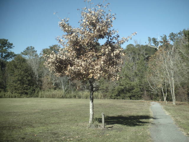 Park  a tree