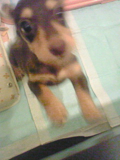 dog2